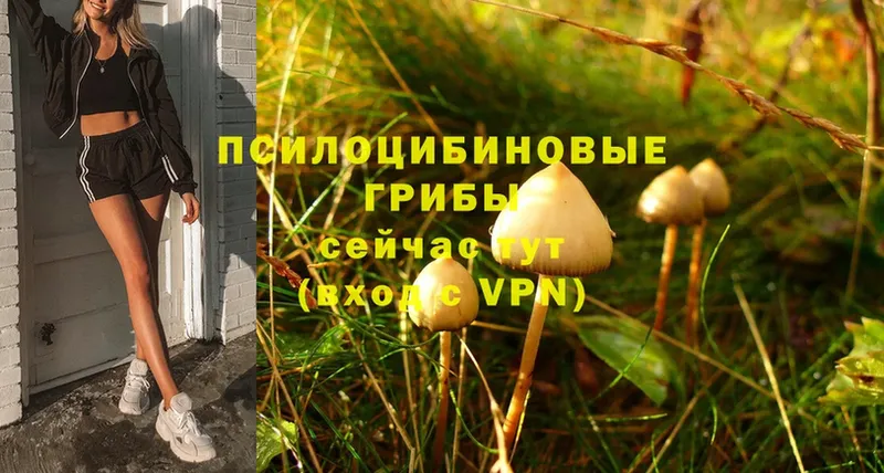 Галлюциногенные грибы Cubensis  Нелидово 